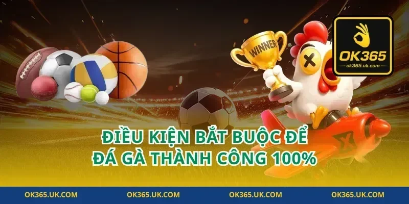 Điều kiện bắt buộc để đá gà thành công 100%